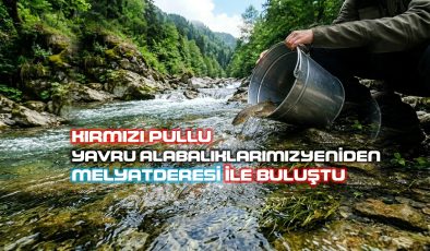 KIRMIZI BENEKLİ ALABALIKLAR YUVASIYLA BULUŞMAYA DEVAM EDİYOR