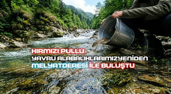 KIRMIZI BENEKLİ ALABALIKLAR YUVASIYLA BULUŞMAYA DEVAM EDİYOR