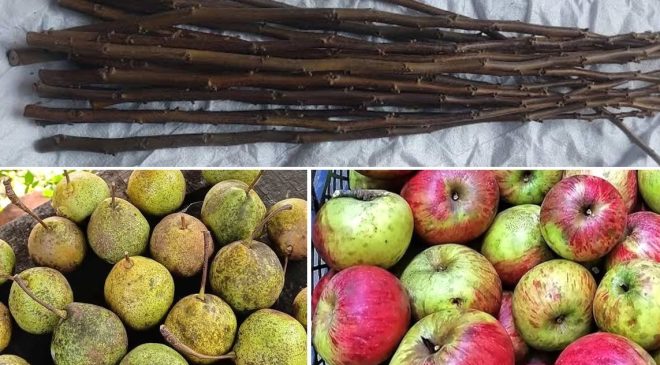 Melyatderesi Derneği’nden Yerel Değerlerimizi Yaşatma Çağrısı