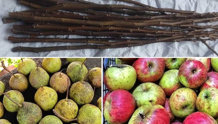 Melyatderesi Derneği’nden Yerel Değerlerimizi Yaşatma Çağrısı